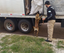 PCPR apreende 3,1 toneladas de maconha no Norte do Estado