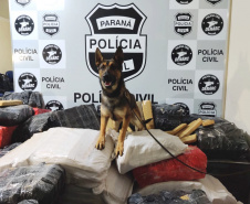 PCPR e PRF apreendem 2 toneladas de maconha em ação conjunta
