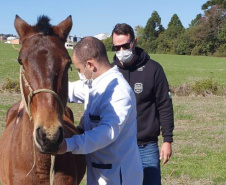 PCPR resgata dois cavalos em situação de maus-tratos em Palmeira