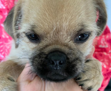Polícia Civil investiga suspeita de vender cães como se fossem da raça Pug  