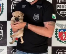 Polícia Civil investiga suspeita de vender cães como se fossem da raça Pug  