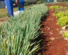 Horta da PIC ganha conceito de reaproveitamento e sustentabilidade