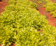 Horta da PIC ganha conceito de reaproveitamento e sustentabilidade