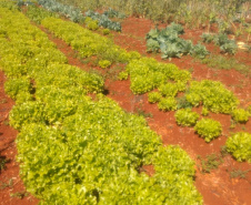 Horta da PIC ganha conceito de reaproveitamento e sustentabilidade