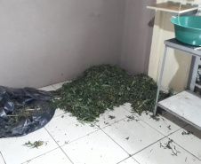 Laboratório para produção de maconha é descoberto pelo BOPE em chácara na RMC; cerca de 500 vasos com a planta são apreendidos