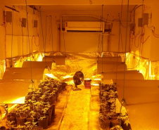 Laboratório para produção de maconha é descoberto pelo BOPE em chácara na RMC; cerca de 500 vasos com a planta são apreendidos