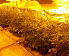 Laboratório para produção de maconha é descoberto pelo BOPE em chácara na RMC; cerca de 500 vasos com a planta são apreendidos