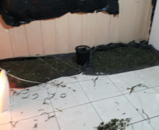 Laboratório para produção de maconha é descoberto pelo BOPE em chácara na RMC; cerca de 500 vasos com a planta são apreendidos