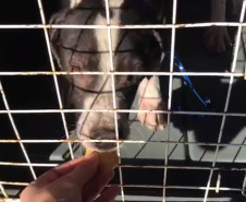 Polícia Civil resgata cão abandonado em São José dos Pinhais 