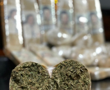  BPRv apreende mais de meia tonelada de maconha ao atender ocorrências distintas no Noroeste do estado 