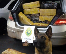 Ações da Operação Hórus no Oeste do estado resulta na apreensão de mais de 171 quilos de maconha