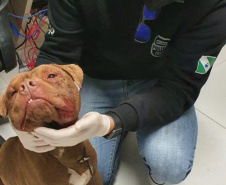 Polícia Civil autua médica veterinária por maus-tratos a Pitbulls