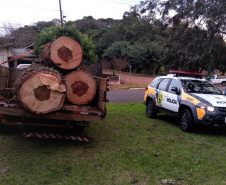  Carga de Pinheiro Araucária é apreendida pela PM no Sudoeste do estado 
