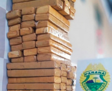 Com ajuda de cães, PM apreende mais de 38 toneladas de maconha