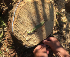 Polícia Ambiental flagra desmatamento e aplica R$ 9,7 mil em multas em Altônia (PR)