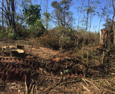 Polícia Ambiental flagra desmatamento e aplica R$ 9,7 mil em multas em Altônia (PR)