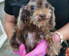 PCPR resgata cerca de 400 animais no primeiro semestre de 2020 