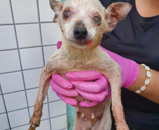 PCPR resgata cerca de 400 animais no primeiro semestre de 2020 