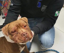PCPR resgata cerca de 400 animais no primeiro semestre de 2020 