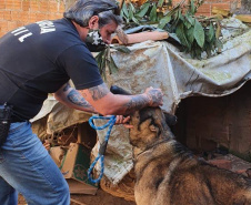 Polícia Civil resgata quatro cães da raça pastor alemão e autua tutor por maus-tratos em Curitiba