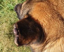 Polícia Civil resgata quatro cães da raça pastor alemão e autua tutor por maus-tratos em Curitiba