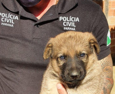 Polícia Civil resgata quatro cães da raça pastor alemão e autua tutor por maus-tratos em Curitiba
