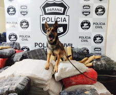  Cães apreendem mais drogas neste ano que a soma de 2018 e 2019