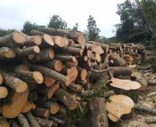 Na RMC e no Interior, Batalhão Ambiental flagra desmatamento ilegal