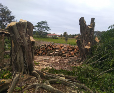 Na RMC e no Interior, Batalhão Ambiental flagra desmatamento ilegal