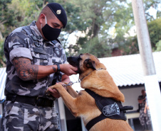 Com ajuda de cães, PM apreende mais de 38 toneladas de maconha