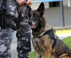 Com ajuda de cães, PM apreende mais de 38 toneladas de maconha