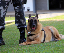 Com ajuda de cães, PM apreende mais de 38 toneladas de maconha