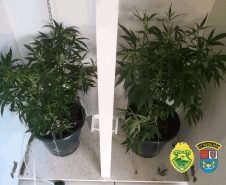 No Centro-Oeste do estado, PM localiza casa com estufas para cultivo de maconha