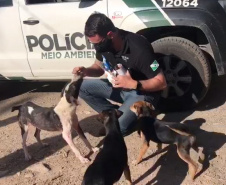 PCPR resgata cerca de 400 animais no primeiro semestre de 2020 
