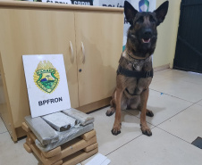 Com ajuda de cães, PM apreende mais de 38 toneladas de maconha