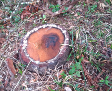 Polícia Ambiental aplica mais de R$ 243 mil em multas por destruição de vegetação nativa no Sudeste do estado