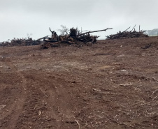 Polícia Ambiental aplica mais de R$ 243 mil em multas por destruição de vegetação nativa no Sudeste do estado
