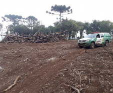 Polícia Ambiental aplica mais de R$ 243 mil em multas por destruição de vegetação nativa no Sudeste do estado