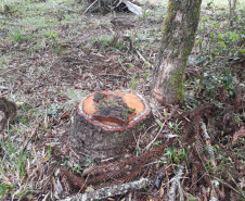 Polícia Ambiental aplica mais de R$ 243 mil em multas por destruição de vegetação nativa no Sudeste do estado