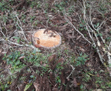Polícia Ambiental aplica mais de R$ 243 mil em multas por destruição de vegetação nativa no Sudeste do estado