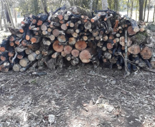 Polícia Ambiental aplica mais de R$ 243 mil em multas por destruição de vegetação nativa no Sudeste do estado
