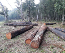 Polícia Ambiental aplica mais de R$ 243 mil em multas por destruição de vegetação nativa no Sudeste do estado
