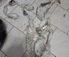Agentes penitenciários de Marechal Cândido Rondon impedem arremesso e evitam entrada de cinco celulares, maconha e fumo