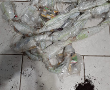 Agentes penitenciários de Marechal Cândido Rondon impedem arremesso e evitam entrada de cinco celulares, maconha e fumo