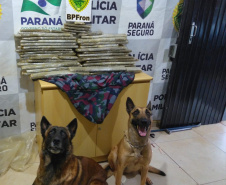 BPFron apreende mais de 42 quilos de maconha em Cascavel (PR) e evita que a droga chegue ao Rio de Janeiro