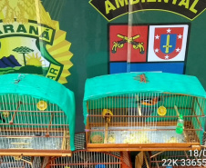 Com Operação Asas Livres, Polícia Ambiental resgata 391 aves silvestres e aplica R$ 390,5 mil em multas no Paraná