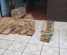 Com Operação Asas Livres, Polícia Ambiental resgata 391 aves silvestres e aplica R$ 390,5 mil em multas no Paraná