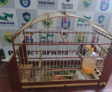Com Operação Asas Livres, Polícia Ambiental resgata 391 aves silvestres e aplica R$ 390,5 mil em multas no Paraná