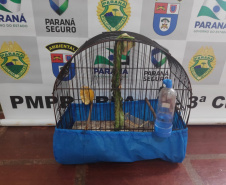 Com Operação Asas Livres, Polícia Ambiental resgata 391 aves silvestres e aplica R$ 390,5 mil em multas no Paraná