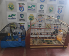 Com Operação Asas Livres, Polícia Ambiental resgata 391 aves silvestres e aplica R$ 390,5 mil em multas no Paraná